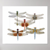 Poster de 5 espèces de libellules