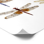 Poster de 9 libellules (Coin)