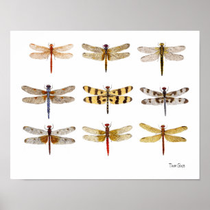 Poster de 9 libellules