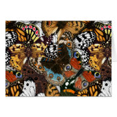 Poster de animal. Ailes papillons. (Devant horizontal)