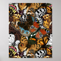 Poster de animal. Ailes papillons.