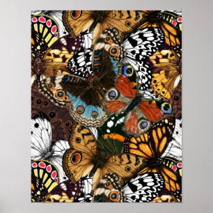Poster de animal. Ailes papillons.