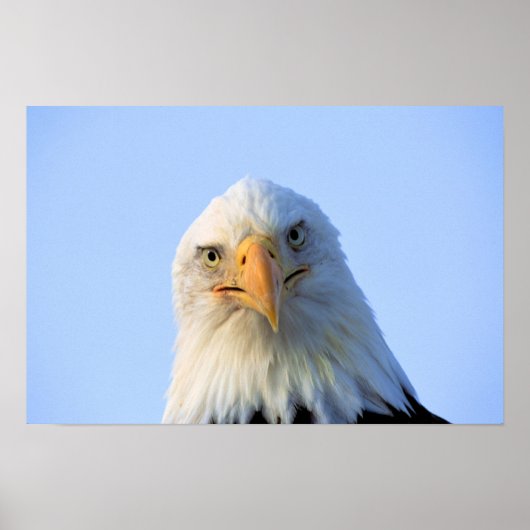 Poster de Bald Eagle (Devant)
