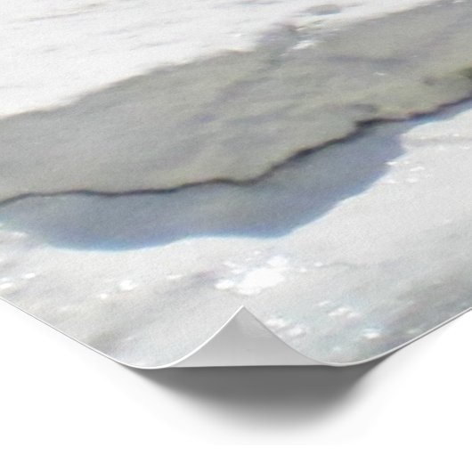 Poster de baleines blanches de Beluga (Coin)