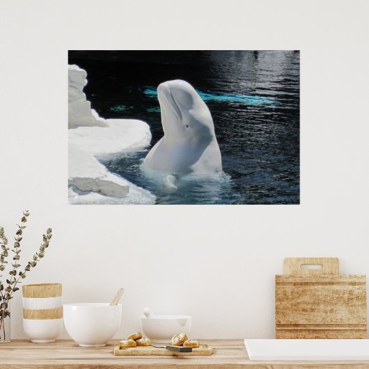 Poster de baleines blanches de Beluga (Cuisine)