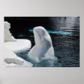 Poster de baleines blanches de Beluga (Devant)