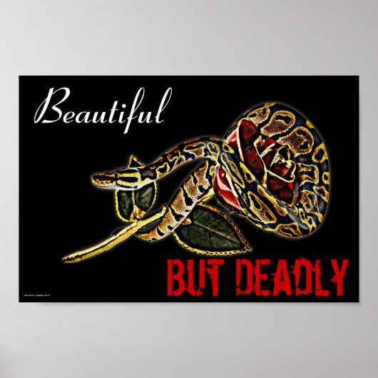 Poster de Ball Python Snake (Devant)