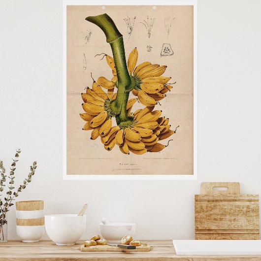 Poster de banane tropicale vintage (Cuisine)