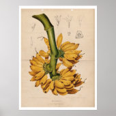 Poster de banane tropicale vintage (Devant)