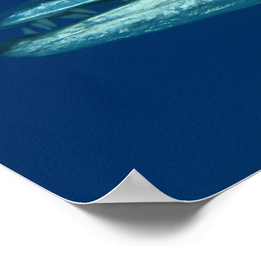 Poster de Barracuda (Coin)