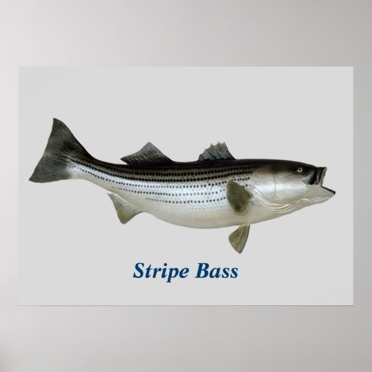 Poster de basse de bande (Devant)