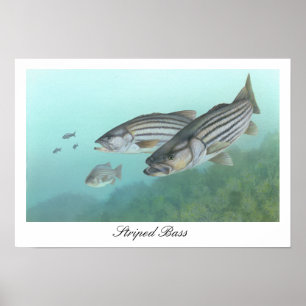 Poster de basse rayée