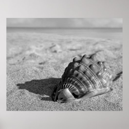Poster de Beach Shell (Devant)