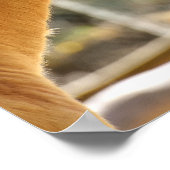 Poster De beaux chevaux (Coin)