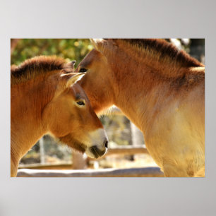 Poster De beaux chevaux