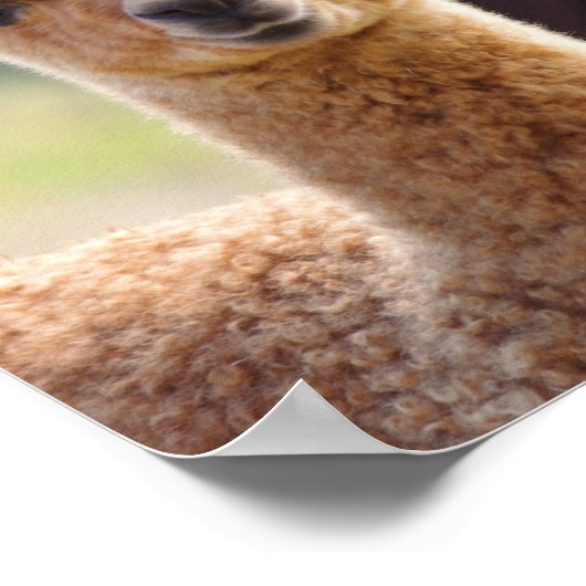 Poster de bébé Alpaca (Coin)
