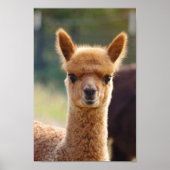 Poster de bébé Alpaca (Devant)