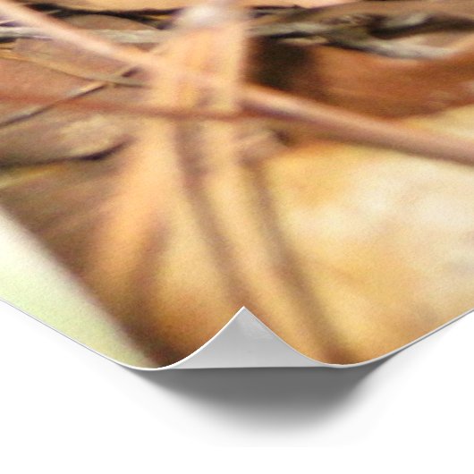 Poster de bébé Carolina Wrens (Coin)