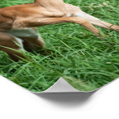 Poster de bébé Impala (Coin)