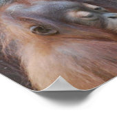 Poster de bébé Orangoutan avec mère (Coin)