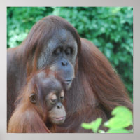 Poster de bébé Orangoutan avec mère