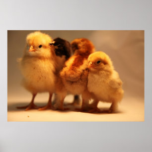 Poster de bébé poussins