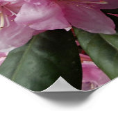 Poster De belles fleurs de Rhododendron rose (Coin)