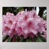 Poster De belles fleurs de Rhododendron rose (Devant)