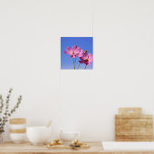 Poster de belles fleurs roses serrant un ciel bleu clair (Cuisine)