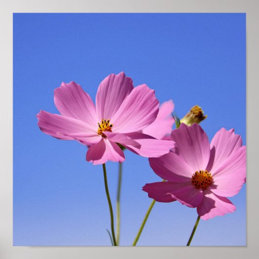 Poster de belles fleurs roses serrant un ciel bleu clair (Devant)