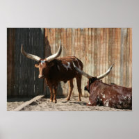 Poster de bétail Ankole-Watusi