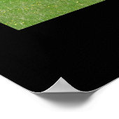 Poster de bétail Hereford Imprimer (Coin)