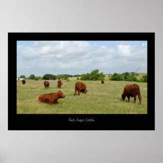 Poster de bétail Red Angus Print
