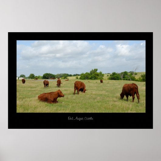 Poster de bétail Red Angus Print (Devant)