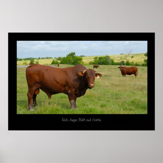 Poster de bétail Red Angus Print (Devant)