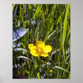 Poster de betercup Cheval Up (Devant)