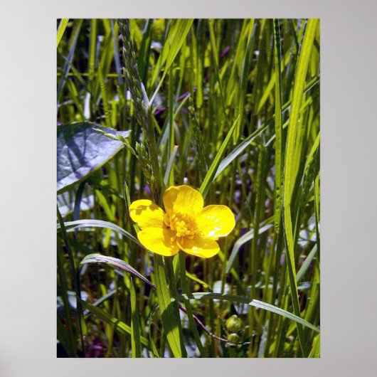 Poster de betercup Cheval Up (Devant)