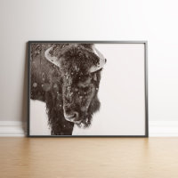 Poster de bison américain à la neige