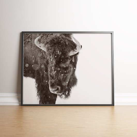 Poster de bison américain à la neige