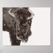 Poster de bison américain à la neige (Devant)