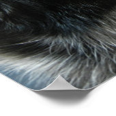 Poster de Blue Heeler (Coin)