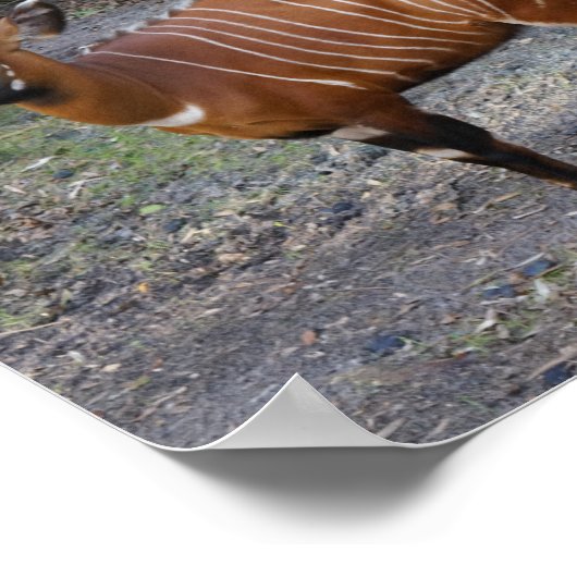 Poster de Bongo (Antelope) (Coin)