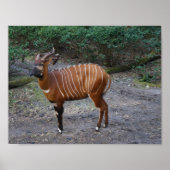 Poster de Bongo (Antelope) (Devant)