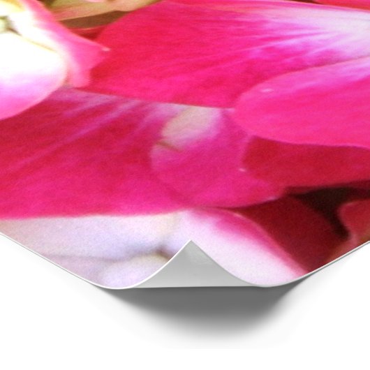 Poster de Bouquet Rose Hydrangea, S Cyr (Coin)