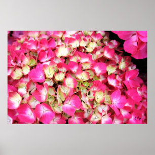 Poster de Bouquet Rose Hydrangea, S Cyr