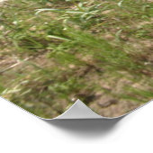 Poster De Boxer Se Cache Dans La Beachgrass (Coin)