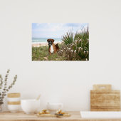Poster De Boxer Se Cache Dans La Beachgrass (Cuisine)