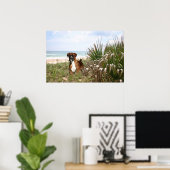 Poster De Boxer Se Cache Dans La Beachgrass (Bureau à domicile)