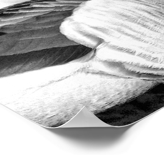 Poster de Brant Goose (Coin)