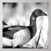 Poster de Brant Goose (Devant)